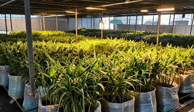 应急处理条件下种苗供应的适用范围与选择依据